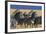 Herd of Plains Zebras-Paul Souders-Framed Photographic Print