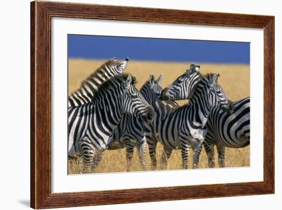Herd of Plains Zebras-Paul Souders-Framed Photographic Print