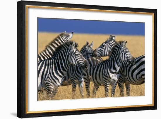 Herd of Plains Zebras-Paul Souders-Framed Photographic Print