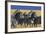 Herd of Plains Zebras-Paul Souders-Framed Photographic Print