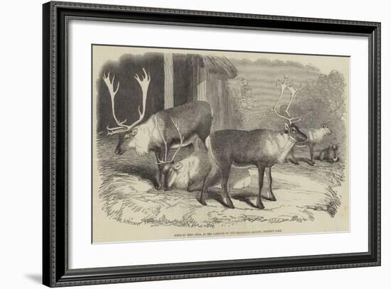 Herd of Rein-Deer, in the Gardens of the Zoological Society, Regent's Park-null-Framed Giclee Print