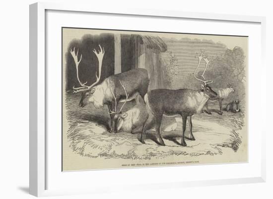 Herd of Rein-Deer, in the Gardens of the Zoological Society, Regent's Park-null-Framed Giclee Print