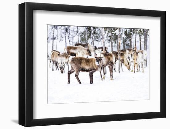 Herd of reindeer in the arctic forest during a winter snowfall, Lapland, Sweden, Scandinavia-Roberto Moiola-Framed Photographic Print