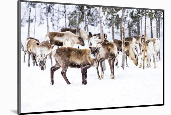 Herd of reindeer in the arctic forest during a winter snowfall, Lapland, Sweden, Scandinavia-Roberto Moiola-Mounted Photographic Print