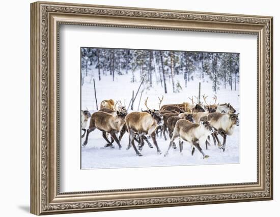 Herd of reindeer in the arctic forest during a winter snowfall, Lapland, Sweden, Scandinavia-Roberto Moiola-Framed Photographic Print