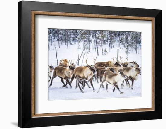 Herd of reindeer in the arctic forest during a winter snowfall, Lapland, Sweden, Scandinavia-Roberto Moiola-Framed Photographic Print