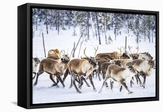 Herd of reindeer in the arctic forest during a winter snowfall, Lapland, Sweden, Scandinavia-Roberto Moiola-Framed Premier Image Canvas