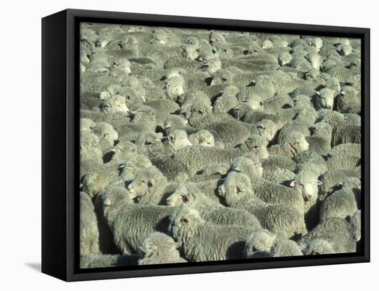 Herd of Sheep-Mitch Diamond-Framed Premier Image Canvas