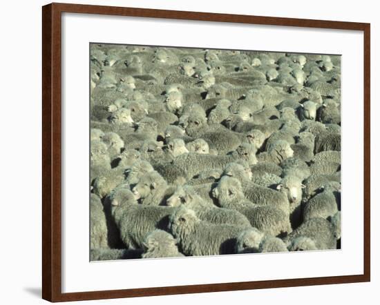 Herd of Sheep-Mitch Diamond-Framed Photographic Print