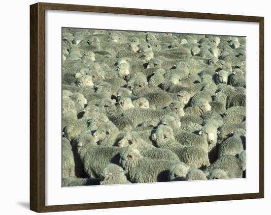 Herd of Sheep-Mitch Diamond-Framed Photographic Print