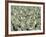 Herd of Sheep-Mitch Diamond-Framed Photographic Print