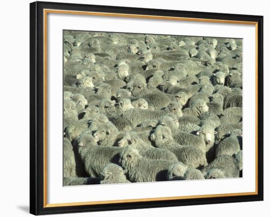 Herd of Sheep-Mitch Diamond-Framed Photographic Print