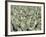 Herd of Sheep-Mitch Diamond-Framed Photographic Print