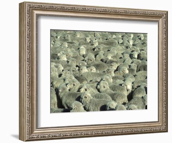 Herd of Sheep-Mitch Diamond-Framed Photographic Print