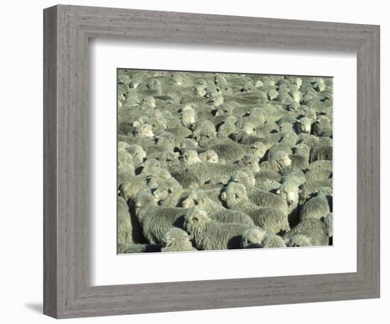 Herd of Sheep-Mitch Diamond-Framed Photographic Print