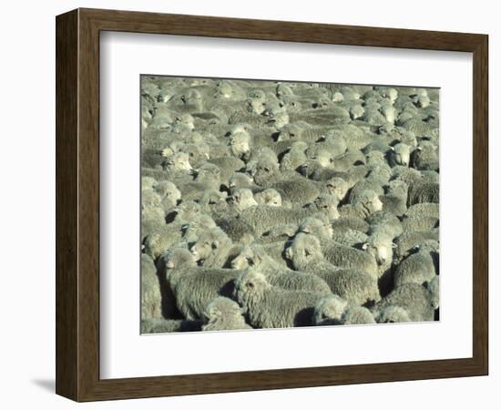 Herd of Sheep-Mitch Diamond-Framed Photographic Print