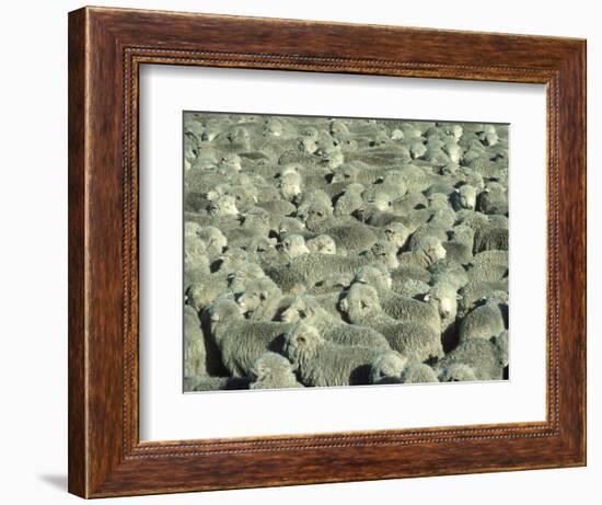 Herd of Sheep-Mitch Diamond-Framed Photographic Print