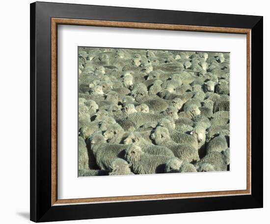 Herd of Sheep-Mitch Diamond-Framed Photographic Print