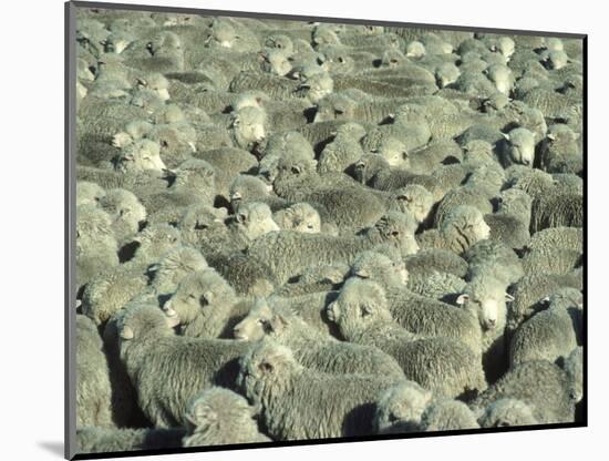 Herd of Sheep-Mitch Diamond-Mounted Photographic Print