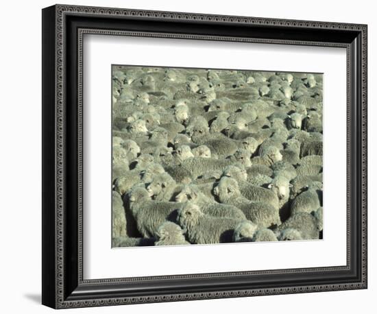 Herd of Sheep-Mitch Diamond-Framed Photographic Print