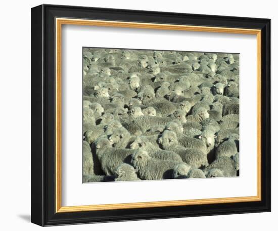 Herd of Sheep-Mitch Diamond-Framed Photographic Print