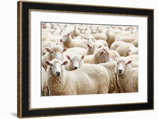 Herd of Sheep-DmitryP-Framed Photographic Print