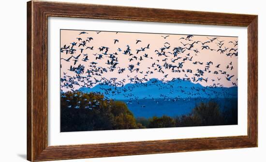 Herd of snow geese in flight, Soccoro, New Mexico, USA-Panoramic Images-Framed Photographic Print