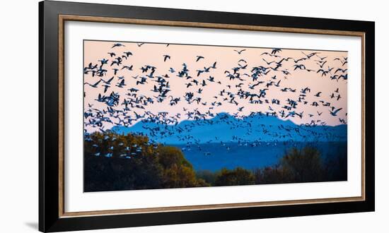 Herd of snow geese in flight, Soccoro, New Mexico, USA-Panoramic Images-Framed Photographic Print