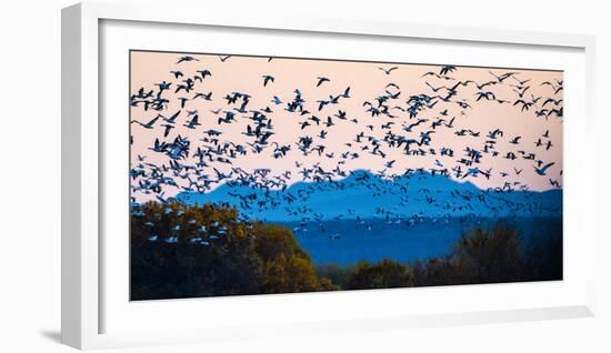 Herd of snow geese in flight, Soccoro, New Mexico, USA-Panoramic Images-Framed Photographic Print