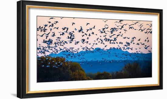 Herd of snow geese in flight, Soccoro, New Mexico, USA-Panoramic Images-Framed Photographic Print