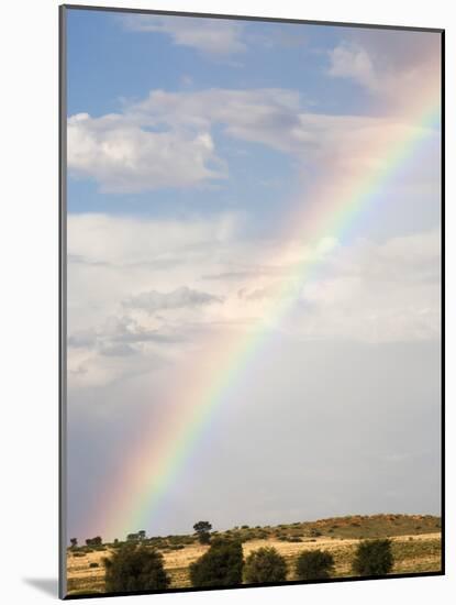 Herd of Springbok (Antidorcas Marsupialis) in Landscape, Kgalagadi Transfrontier Park, South Africa-Ann & Steve Toon-Mounted Photographic Print