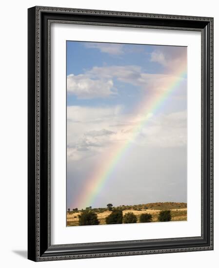 Herd of Springbok (Antidorcas Marsupialis) in Landscape, Kgalagadi Transfrontier Park, South Africa-Ann & Steve Toon-Framed Photographic Print