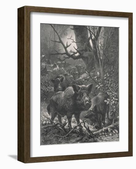 Herd of Wild Boar Wander Through the Woods-Specht-Framed Photographic Print