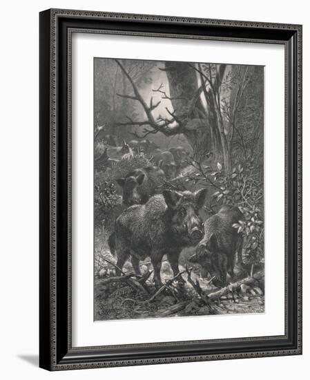 Herd of Wild Boar Wander Through the Woods-Specht-Framed Photographic Print