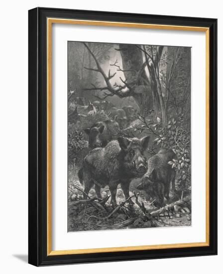 Herd of Wild Boar Wander Through the Woods-Specht-Framed Photographic Print