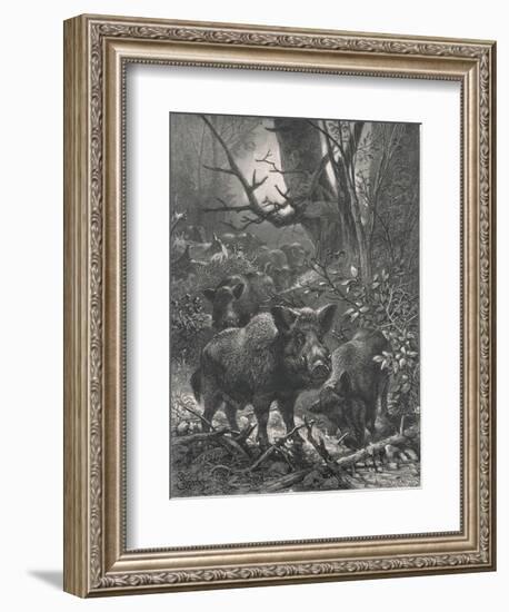 Herd of Wild Boar Wander Through the Woods-Specht-Framed Photographic Print