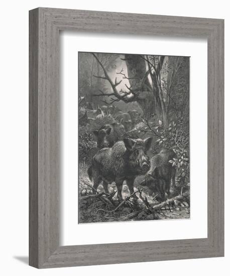 Herd of Wild Boar Wander Through the Woods-Specht-Framed Photographic Print