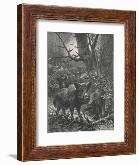 Herd of Wild Boar Wander Through the Woods-Specht-Framed Photographic Print