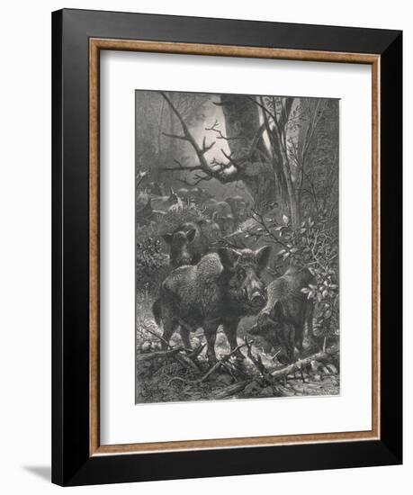 Herd of Wild Boar Wander Through the Woods-Specht-Framed Photographic Print