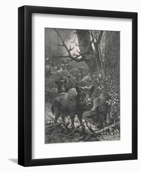 Herd of Wild Boar Wander Through the Woods-Specht-Framed Photographic Print