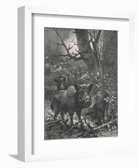 Herd of Wild Boar Wander Through the Woods-Specht-Framed Photographic Print