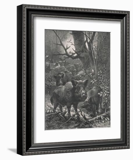 Herd of Wild Boar Wander Through the Woods-Specht-Framed Photographic Print