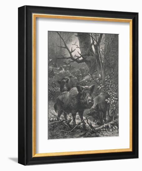 Herd of Wild Boar Wander Through the Woods-Specht-Framed Photographic Print