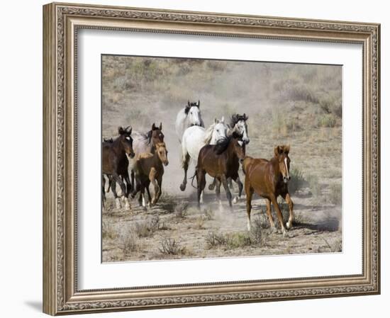 Herd of Wild Horses, Cantering Across Sagebrush-Steppe, Adobe Town, Wyoming, USA-Carol Walker-Framed Photographic Print