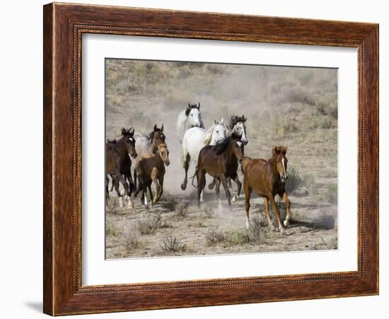 Herd of Wild Horses, Cantering Across Sagebrush-Steppe, Adobe Town, Wyoming, USA-Carol Walker-Framed Photographic Print