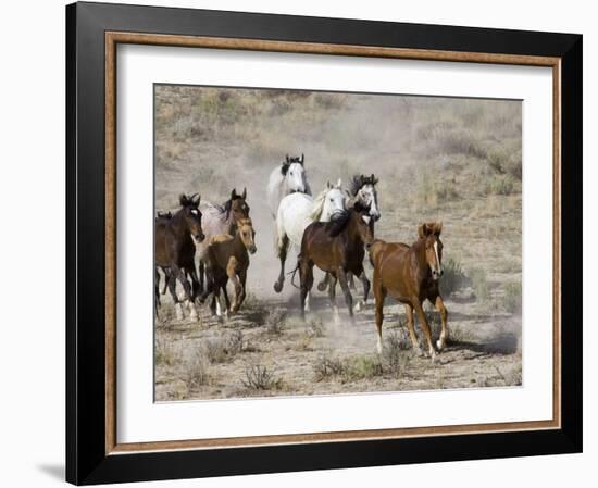 Herd of Wild Horses, Cantering Across Sagebrush-Steppe, Adobe Town, Wyoming, USA-Carol Walker-Framed Photographic Print