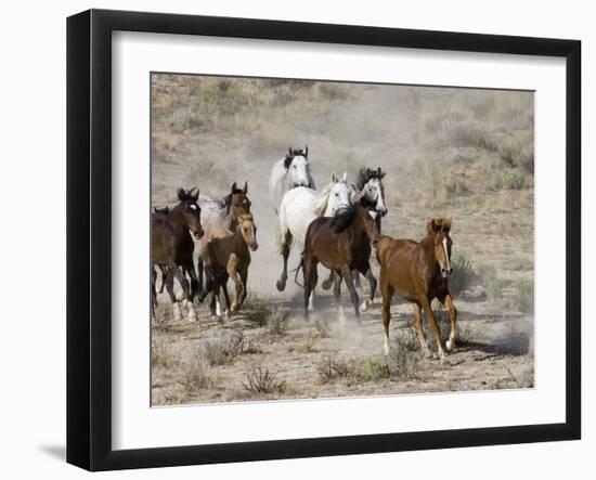 Herd of Wild Horses, Cantering Across Sagebrush-Steppe, Adobe Town, Wyoming, USA-Carol Walker-Framed Photographic Print