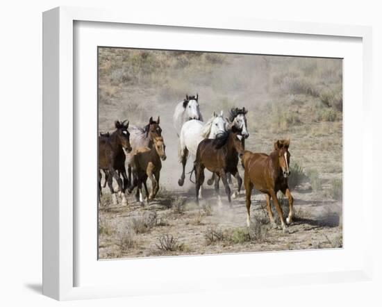 Herd of Wild Horses, Cantering Across Sagebrush-Steppe, Adobe Town, Wyoming, USA-Carol Walker-Framed Photographic Print