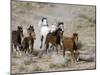 Herd of Wild Horses, Cantering Across Sagebrush-Steppe, Adobe Town, Wyoming, USA-Carol Walker-Mounted Photographic Print