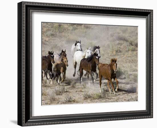 Herd of Wild Horses, Cantering Across Sagebrush-Steppe, Adobe Town, Wyoming, USA-Carol Walker-Framed Photographic Print